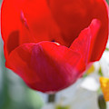 Red Tulip