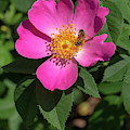 Honeybee on Rosa 'Complicata'