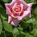 Rosa 'Freckles'