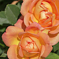 Rosa 'Lady Of Shalott'