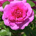 Rosa 'Thomas Affleck'