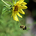 Bumblebee and Woodland Sunflower