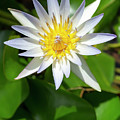 Daubeny's Water Lily