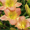 Daylily 'Fairy Tale Pink' 