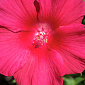 Hibiscus 'Lord Baltimore'