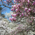 Magnolia Grove