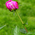 Paeonia 'Chinook'