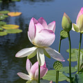 Sacred Lotus