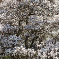 Star Magnolia 5
