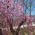 Weeping Higan Cherry