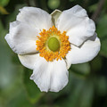 White Japanese Anemone